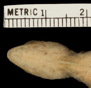 Media type: image;   Herpetology R-100152